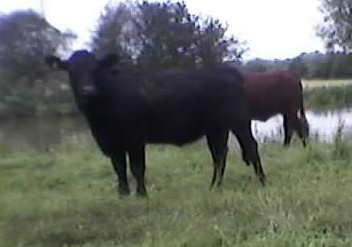 Calf next to the river Thames