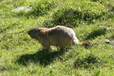 Marmot